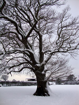 oak tree in the winter